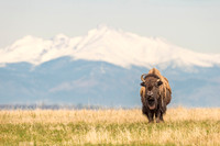 Bison_calf_RMANWR_2017_6