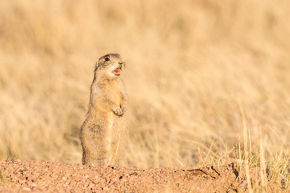 White-tailed_prairie_dog_Hutton_Lake_2017_1