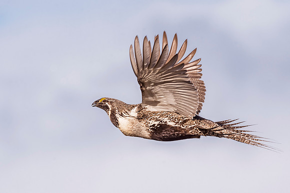 Sage_grouse_Walden_2017_4