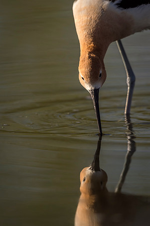 American_avocet_Belmar_2017_2