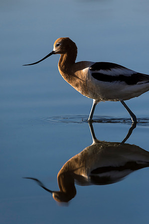 American_avocet_Belmar_2017_1