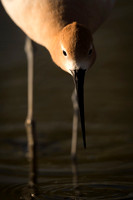 American_avocet_Belmar_2017_3