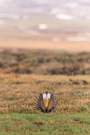 Sage_grouse_Walden_2017_3