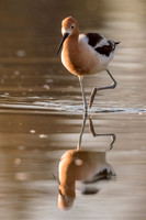 American_avocet_Belmar_2017_4