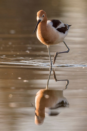 American_avocet_Belmar_2017_4