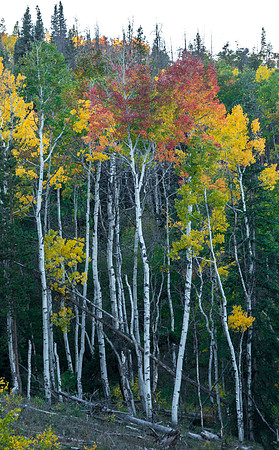 Fall_at_Gore_Pass_3