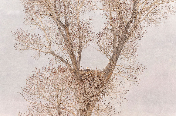 Bald_eagle_Silverthorne_2017_2