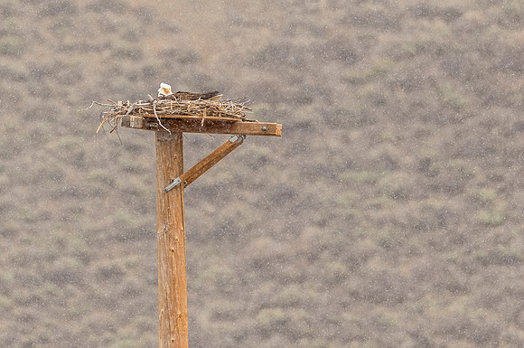 Bald_eagle_Silverthorne_2017_1