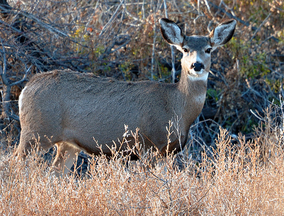 Female Mule Deer at Sunset