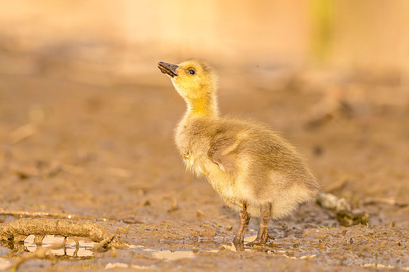 Canada_goose_gosling_Equalizer_Lake_2017_1