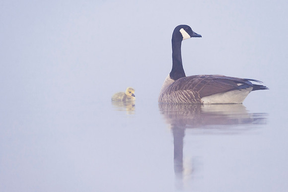 Canada_goose_gosling_Equalizer_Lake_2017_3