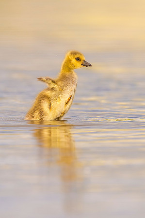 Canada_goose_gosling_Equalizer_Lake_2017_2