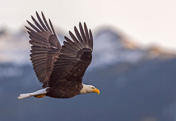 Bald_eagle_Lake_Estes_2017_1