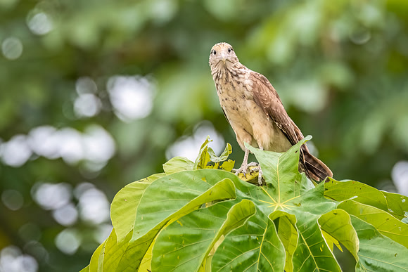 Yellow-headed_Caracara_Peru_2024_1
