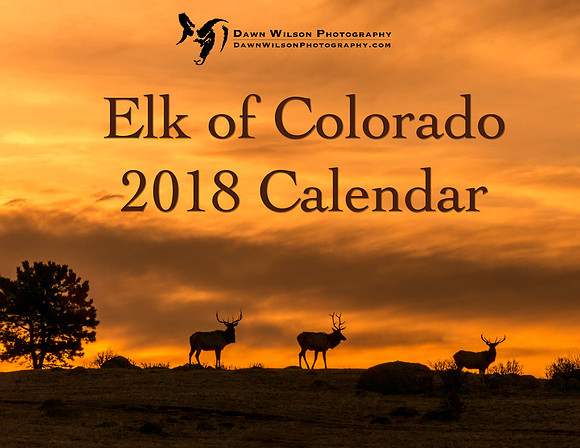 Elk_RMNP_2017_1