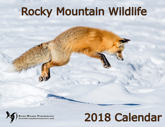 Red_fox_YNP_2016_1