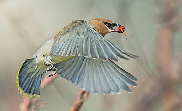 Cedar_waxwing_9