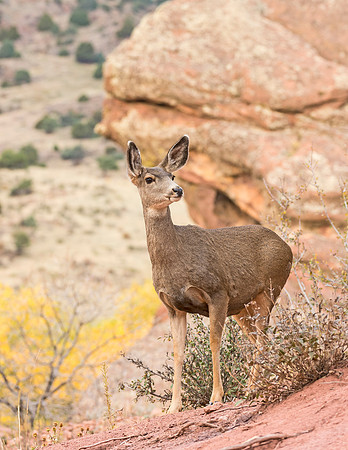 Mule_deer_doe_45
