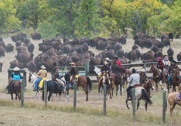 Bison_roundup_14
