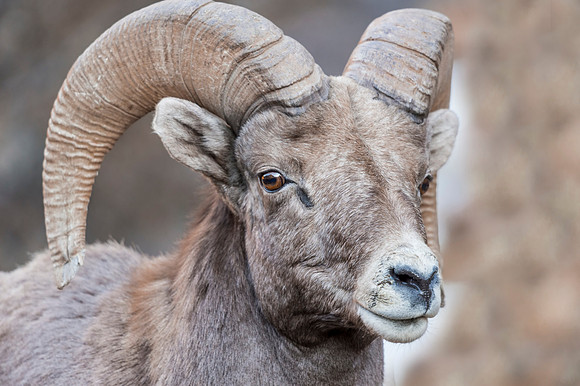 Bighorn_Georgetown_2016_1