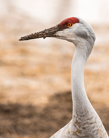 Sandhill_Crane_BDANWR_portrait_1