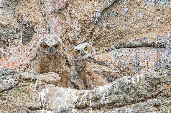 Great_horned_owl_owlet_EP_2017_1