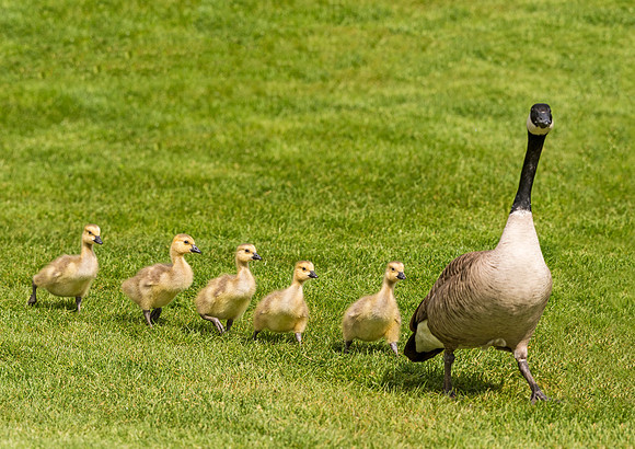 Canada_goose_gosling_EP_2017_2