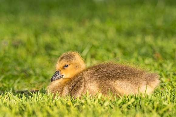Canada_goose_gosling_EP_2017_1