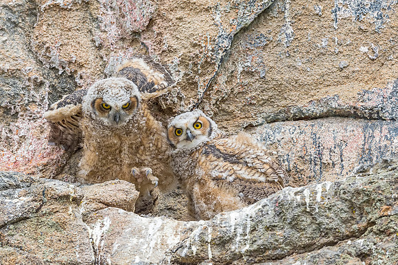 Great_horned_owl_owlet_EP_2017_2