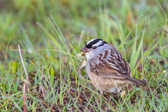 White-crowned_sparrow_EP_2017_1