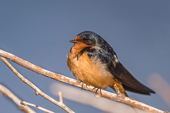 Barn_swallow_Estes_Park_2017_1