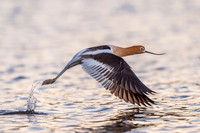 American_avocet_Lake_Estes_2017_1