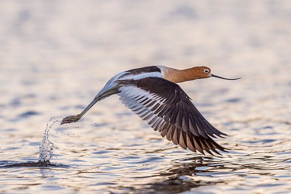 American_avocet_Lake_Estes_2017_1