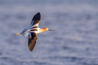 American_avocet_Lake_Estes_2017_2