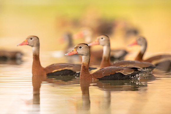Black-bellied_whistling_duck_LFP_2022_4