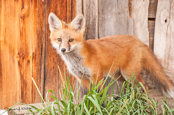 Red_fox_Loveland_2012_1