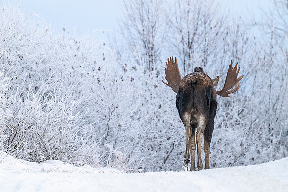 Moose_Anchorage_2024_1