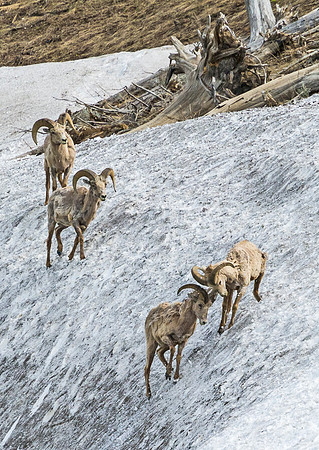 Bighorn_ram_94