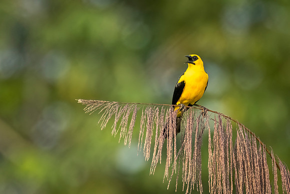 Oriole_blackbird_Peru_2024_1