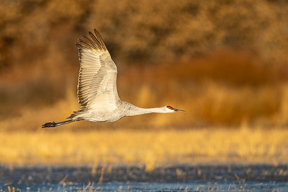 Sandhill_crane_BDANWR_2021_1
