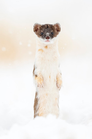 Long-tailed_weasel_ANWR_2021_1