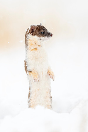 Long-tailed_weasel_ANWR_2021_2
