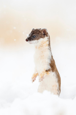Long-tailed_weasel_ANWR_2021_3