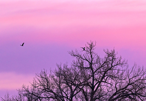 Bald_eagle_54