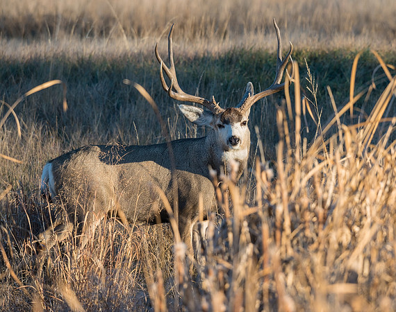 mule_deer_buck_54