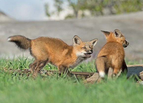 Fox_25