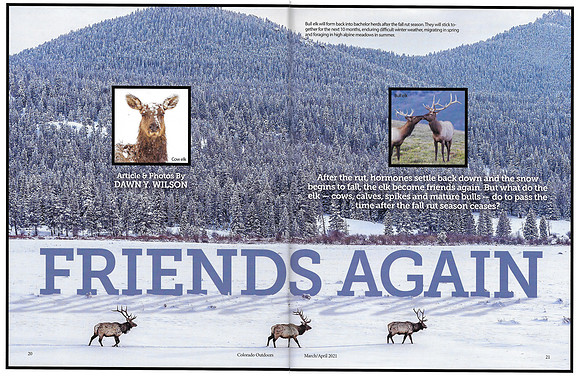 Full article: https://www.dawnwilsonphotography.com/co_outdoors_marapr21_elkfriendsagain_small.pdf