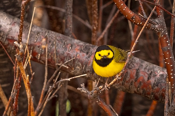 Hooded_warbler_EP_2021_3