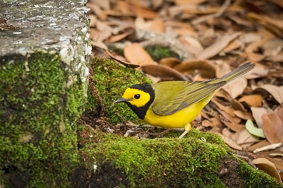Hooded_warbler_GrandIsle_2016_2