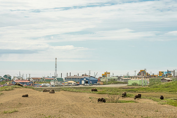 Muskox_Nome_2024_2